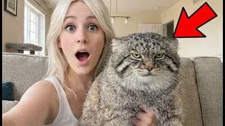 I thought it was just an ugly stray cat    But it turns out I m living with a wild Manul! I m still