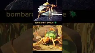 grounded bugs IRL #subscribe #grounded
