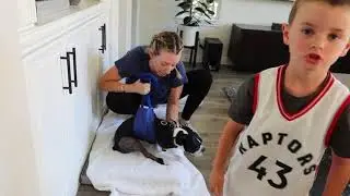 Showing how to assist dogs walking after Double Luxating Petella surgery
