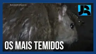 Invasores Urbanos: ratos se escondem em esgotos e bueiros e podem transmitir doenças que matam