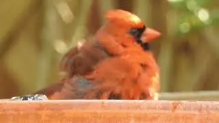 Northern Cardinal (Cardinalis cardinalis) Bird Bath