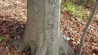 Appreciating Nature