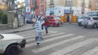 The La Paz Traffic Zebras Are Awesome!