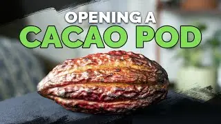 Opening And Tasting a RAW Cacao Pod! 🍫