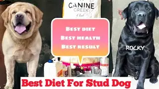 Stud dog diet for best result @Sikri.kennel #lab #labradorlove #dog ##studdogtrending #bestdiet