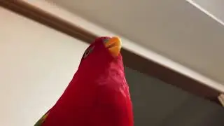 Red bird Gumi with Dark Souls music overlay