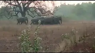 SUNDARGARH: KUTRA BLOCK ANCHALARE HATIPALA || SENAPATI MEDIA