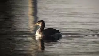 Red necked Grebe   Roodhalsfuut   Boterhuispolder   The Netherlands   Luuk Punt 260117 1