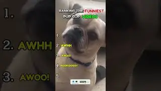 Ranking the Funniest Dog Reactions to Pup Cups 😂🐶