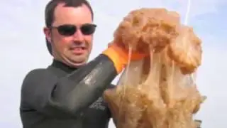 Quick Jellyfish Facts For Kids