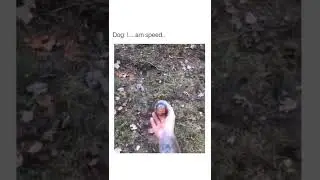 Funny animals video, Cute, and Funny Dog Videos Compilation, 16 🐱🐶 | #Shorts