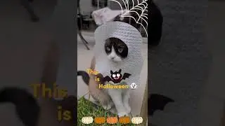 Easy DIY Ghost costume for cats #shorts #halloween