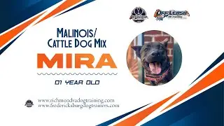 1yo Malinois/Cattle dog mix (Mira) Best dog trainers in Virginia