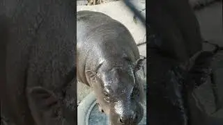 Don't care 😑 #zooland #hippo #animals #wildlife #zoolandtv #moodeng