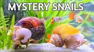 🐌Mystery Snails Try to Eat But Fish Won't Stop Bothering Them🐌