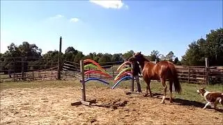 Ginger, doing some groundwork.