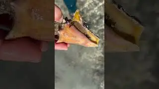 UNBELIEVABLE!! 👀🥳 Juvenile Queen Conch!! Look at its eyes! BIG PINE KEY! #beach #shelling #nature