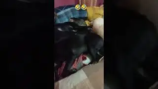🤣🤣🤣 dog sleeping video #cat #cute #animals #funny #tomy #trending