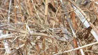 White-faced Bush-Cricket, Кузнечик Белолобый, Decticus albifrons