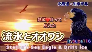 この光景、見られるのは世界中でここだけ。真冬の知床半島・羅臼。オオワシと流氷。忘れられない❗️心癒される別世界：ひとりでJourney〈Ryouba No.116〉@ryouba8888