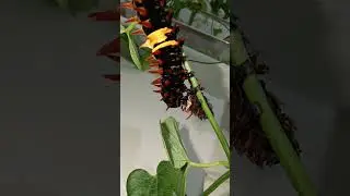 final Instar #caterpillar