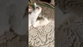 British White Kitten Of Cat Kylie. Британский белый котёнок кошки Кайли.