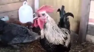 Death Metal Rooster