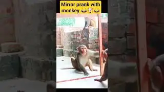 mirror prank with monkey 🤣👀🤯 #shorts #funny #pranks #comedy #youtubeshorts #ytshorts