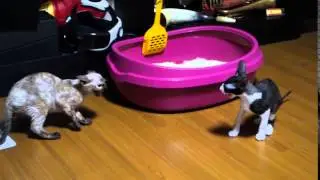 Devon rex VS cornish rex