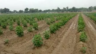 COTTON CROP SPRINKLER IRRIGATION
