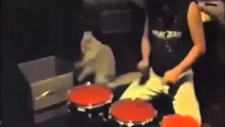 Sahibiyle Birlikte Ritim Tutan Kedi