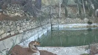 Dry Spring