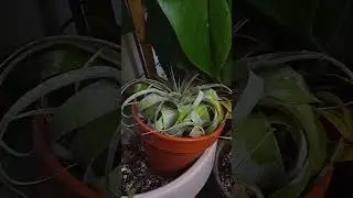 I love misting my tillandsias and vandas! fun surprise today #orchids #houseplants #plants #airplant