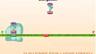 bacterial translation| steps of translation| initiation| elongation | termination | protein coding |