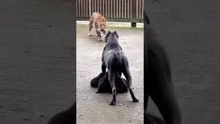Leopard vs Dog: The Ultimate Protection Face-off! 🐆🐕