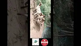 Subscribe | SAVE PETS | BIRDS 🐦 | DOGS 🐕 | CAT 🐈 | WILD ANIMALS  ANIMAL | HOME PETS 🦜 🐦 🐶 🐈&zwj;⬛️ 😺