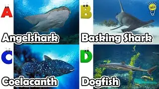 Алфавитный алфавит: животные | Песенка про морских животных | Детская песенка про алфавит #angels...