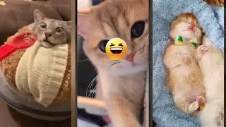 Cat Funny Videos 😾 #cat 🐱 #FunnyCats Ep 5592