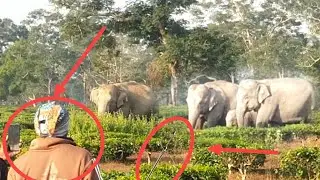 Unbillable Elephant Attack: To man In Forest