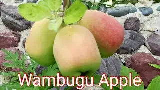 Wambugu Apple