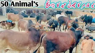 Bismillah Cattle Farm Depalpur Pakistan #farming #sacrifice