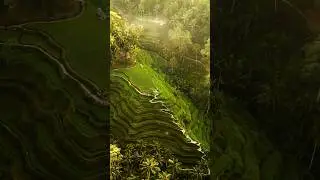 Tegallalang Rice Terraces Ubud Bali #bali #backpacking #Nature #riceterraces