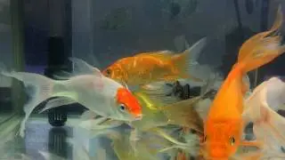 Veiltail Goldfish, Fancy Goldfish, Aquarium fish