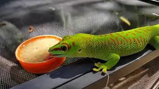 Hungry Boys!