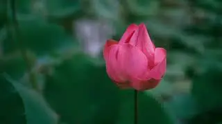 Relaxing piano music and spring awakening peaceful piano music | Soothing Sound