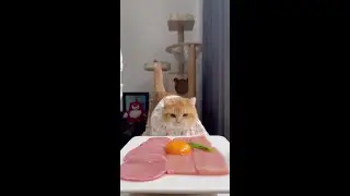 Nutritious meals for kitten #little greedy cat #kitten #diary of feeding a cat #cute pets debut pla