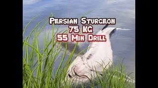 [&clubs;Rf4] Persischer St&ouml;r Drill | Persian Sturgeon 75 Kg [Russian Fishing 4]