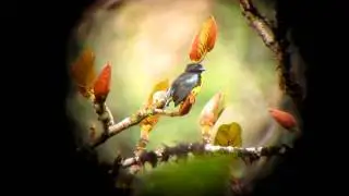 Endemic Black-and-gold Tanager - Bangsia melanochlamys - Carmen de Atrato, W Andes
