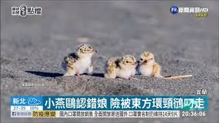 小燕鷗認錯娘 險被東方環頸鴴叼走 | 華視新聞 20200616
