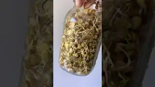 Grow lentil sprouts in 72 hours! 🌱